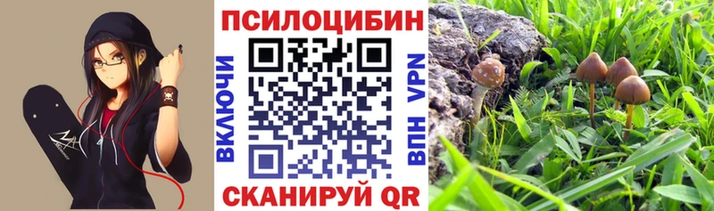 Псилоцибиновые грибы мухоморы  hydra сайт  Каргополь  продажа наркотиков 